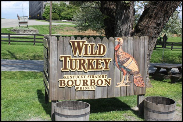 No actual wild turkeys, unfortunately.